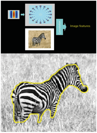 A workflow showing how Gabor filters extract texture features from a zebra image, followed by an image showing the segmented zebra that results from the process.