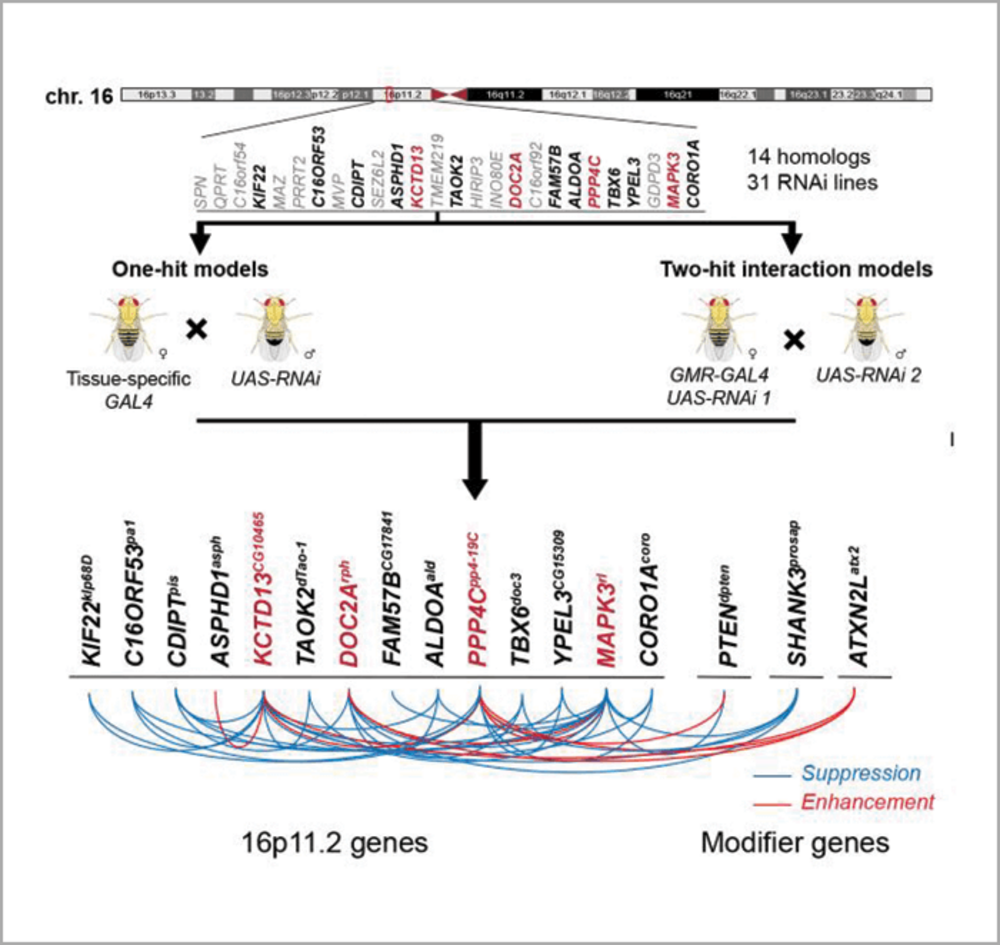 Decoding Autism On Chromosome 16