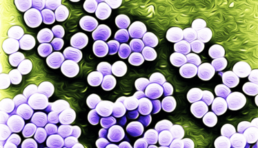 A decorative image of Staphylococcus aureus bacteria