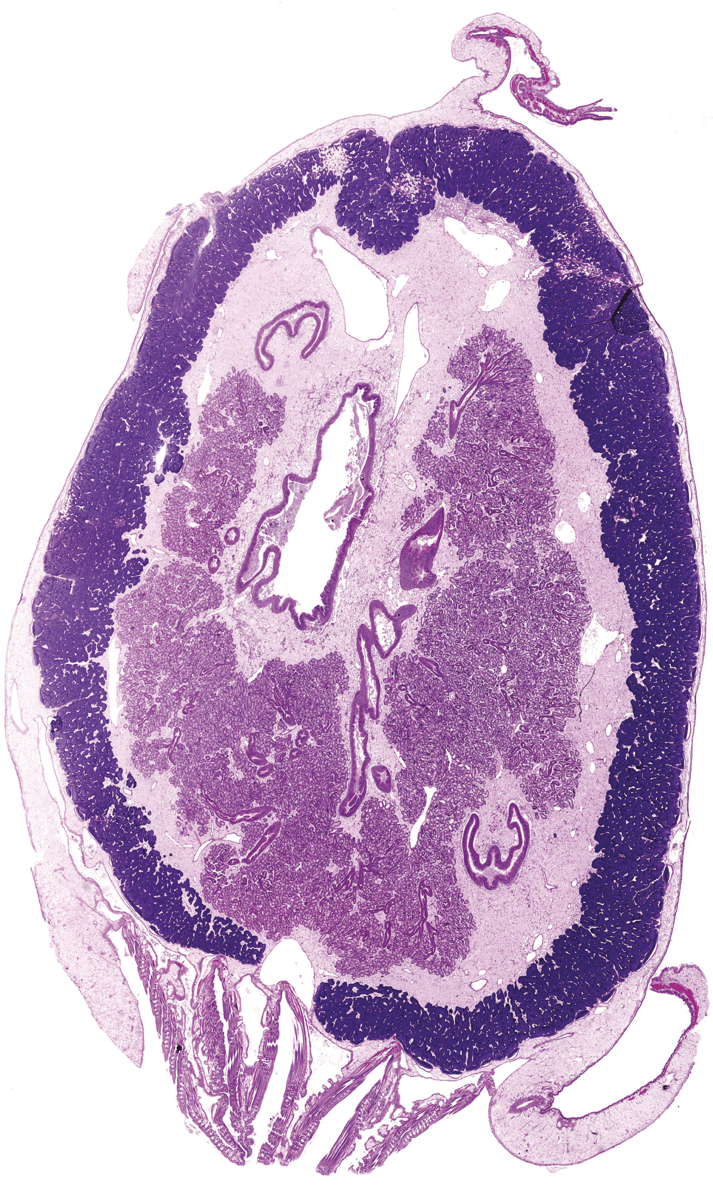 Picture Perfect Pathology