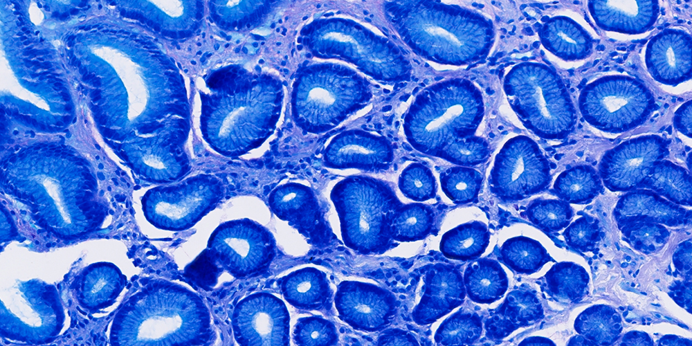 Pathology High Resolution The Pathologist | Advancing Digital Pathology with High-Resolution Imaging